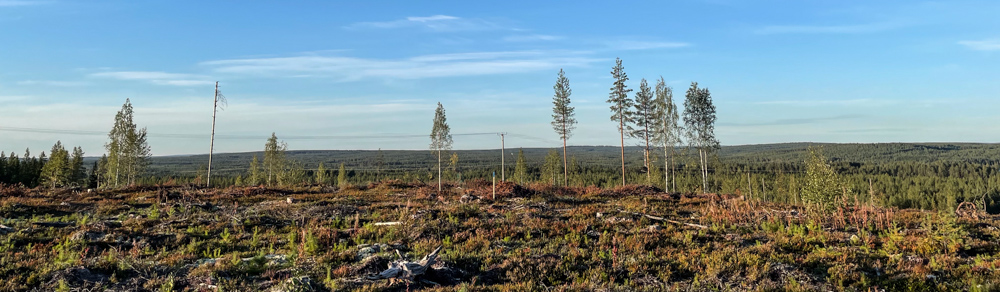 Avohakkuukansallispuisto